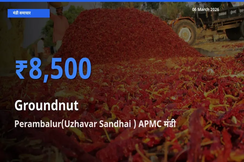बाज़ार संकेत: Perambalur(Uzhavar Sandhai ) APMC बना मूंगफली के लिए आज की टॉप मंडी