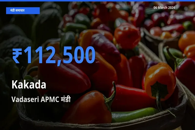 टॉप मंडी बना Vadaseri APMC! काकड़ा के सबसे ऊँचे दाम यहीं दर्ज