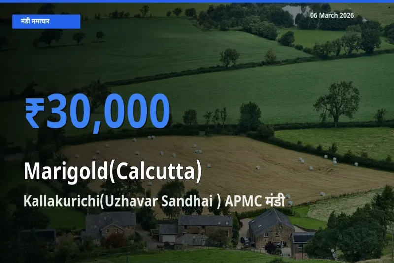 06 March अपडेट: गेंदा (कलकत्ता) के सबसे ऊँचे दाम Kallakurichi(Uzhavar Sandhai ) APMC मंडी में
