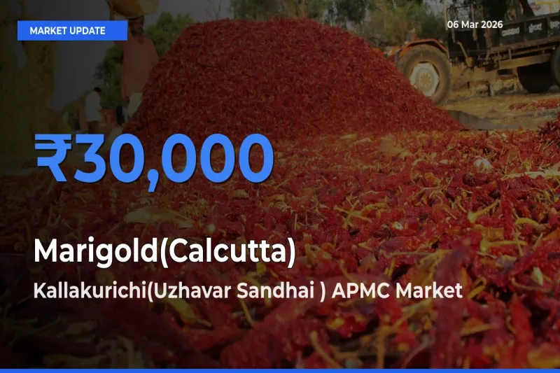 Kallakurichi(Uzhavar Sandhai ) APMC Offers ₹30,000 – Highest Marigold(Calcutta) Rate Today