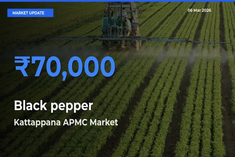 Kattappana APMC Records Highest ₹70,000 Rate for Black pepper