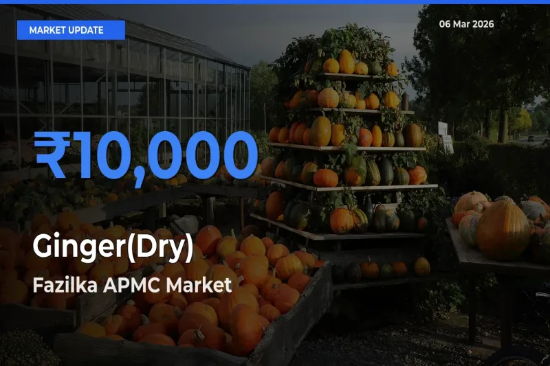 Fazilka APMC Tops Ginger(Dry) Rates – March 06 Market Update