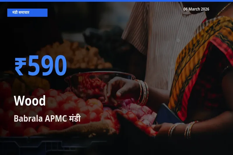Babrala APMC मंडी में आज लकड़ी के सबसे ऊँचे दाम दर्ज