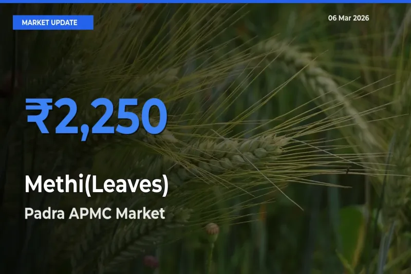Padra APMC Tops Methi(Leaves) Mandi Rates Today