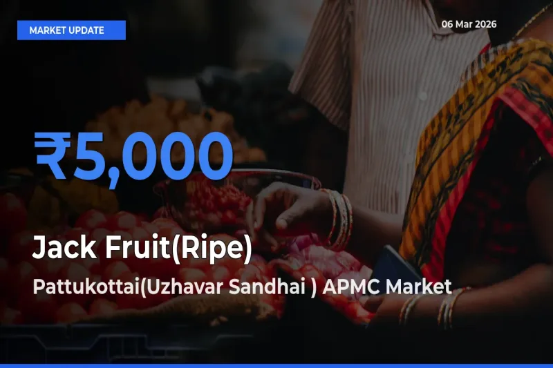 Pattukottai(Uzhavar Sandhai ) APMC Leads as Top Mandi for Jack Fruit(Ripe) Prices