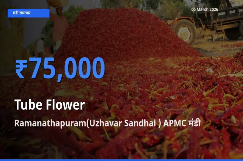 06 March अपडेट: रजनीगंधा के सबसे ऊँचे दाम Ramanathapuram(Uzhavar Sandhai ) APMC मंडी में
