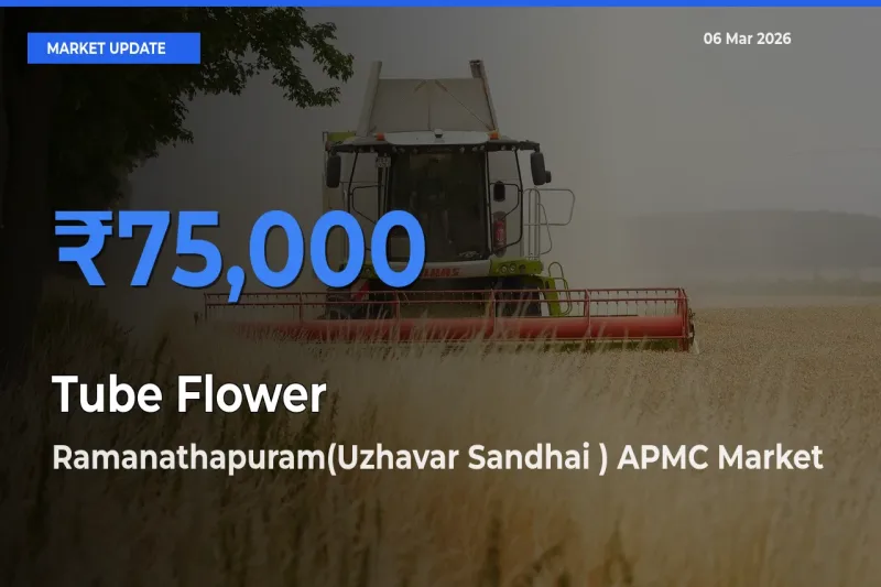 Ramanathapuram(Uzhavar Sandhai ) APMC Leads as Top Mandi for Tube Flower Prices