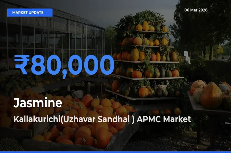 Kallakurichi(Uzhavar Sandhai ) APMC Tops Jasmine Rates – March 06 Market Update