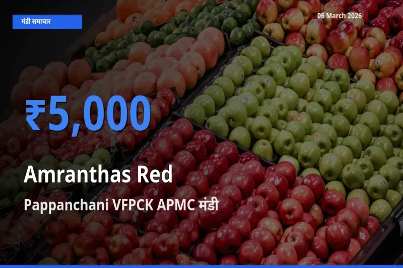 Pappanchani VFPCK APMC मंडी में लाल चौलाई ₹5,000 पर पहुँचा – आज का सर्वोच्च भाव