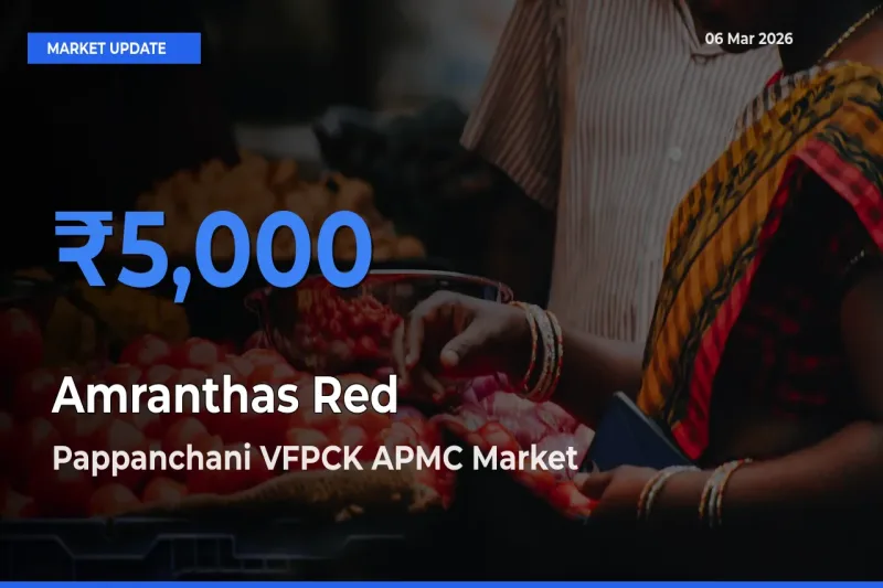 Pappanchani VFPCK APMC Emerges as Top Mandi for Amranthas Red Prices Today