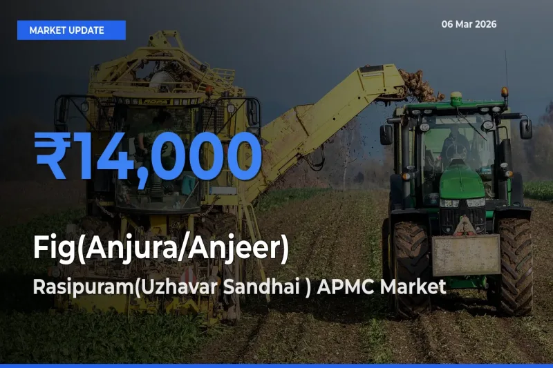 Rasipuram(Uzhavar Sandhai ) APMC Tops Fig(Anjura/Anjeer) Mandi Rates Today