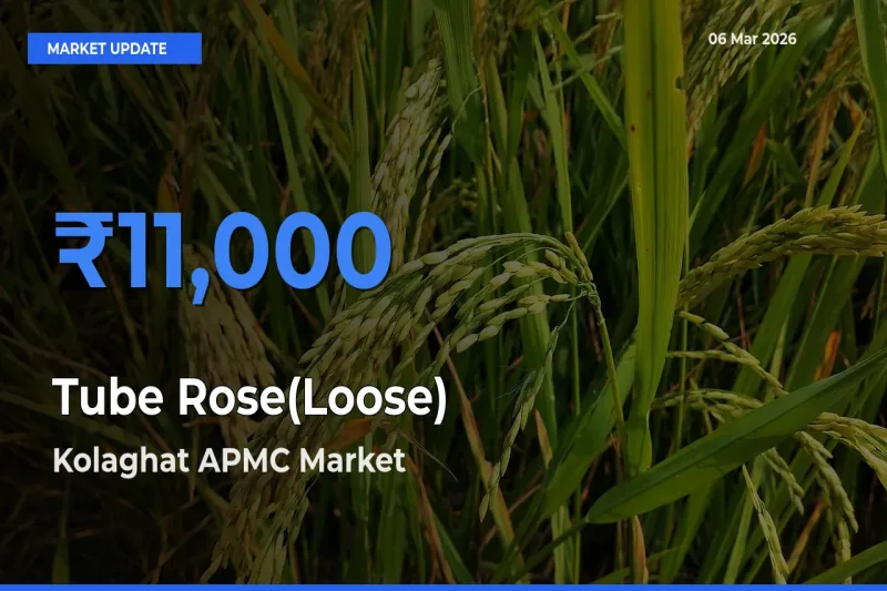 Kolaghat APMC Emerges as Top Mandi for Tube Rose(Loose) Prices Today