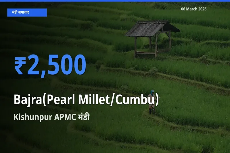 Kishunpur APMC में बाजरा (मोती बाजरा/कंबू) का आज सबसे ऊँचा भाव