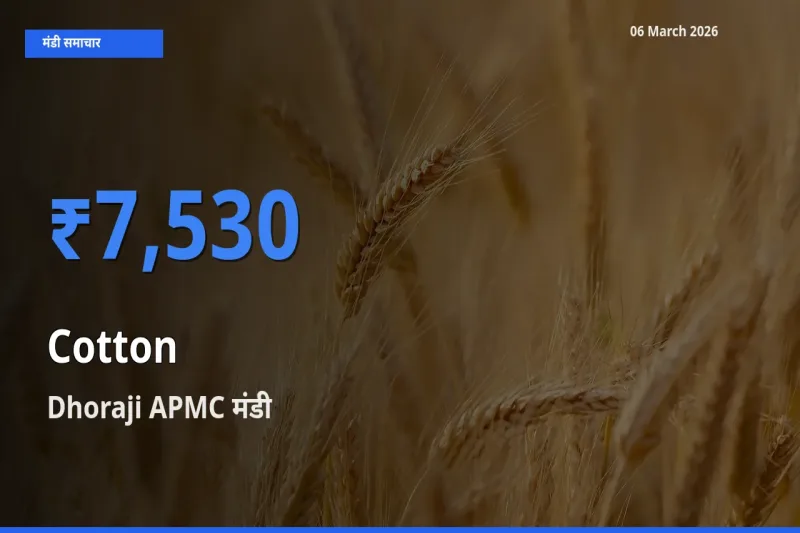 बाज़ार संकेत: Dhoraji APMC बना कपास के लिए आज की टॉप मंडी