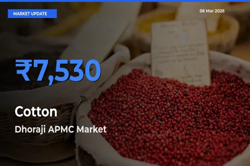 Dhoraji APMC Emerges as Top Mandi for Cotton Prices Today