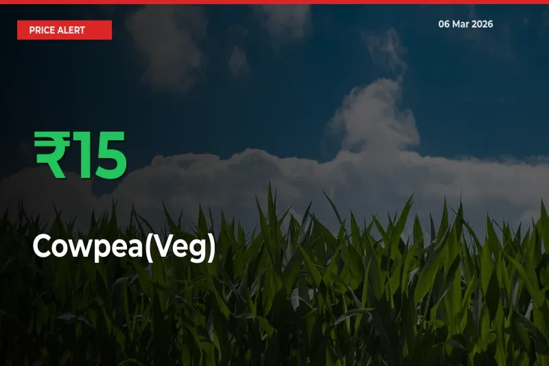 Sharp Jump! Cowpea(Veg) Prices Climb 15.14% in 24 Hours at Key Mandis
