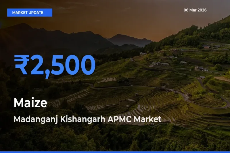 Madanganj Kishangarh APMC Records Highest ₹2,500 Rate for Maize
