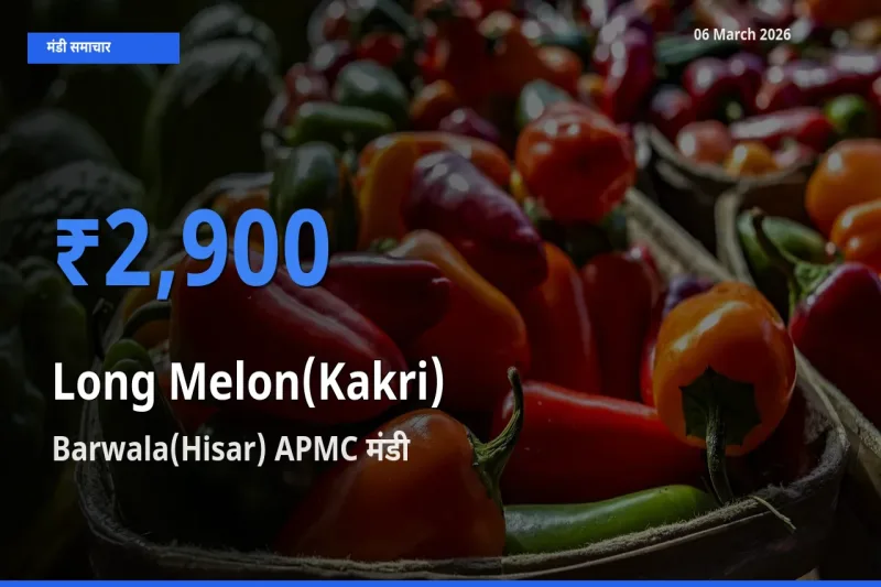 Barwala(Hisar) APMC मंडी में ककड़ी ₹2,900 पर पहुँचा – आज का सर्वोच्च भाव