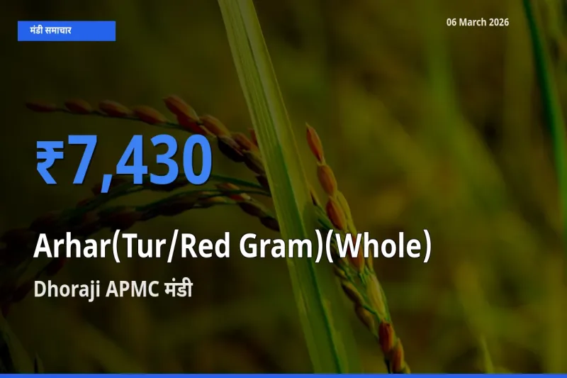 Dhoraji APMC मंडी में अरहर (साबुत) ₹7,430 पर पहुँचा – आज का सर्वोच्च भाव