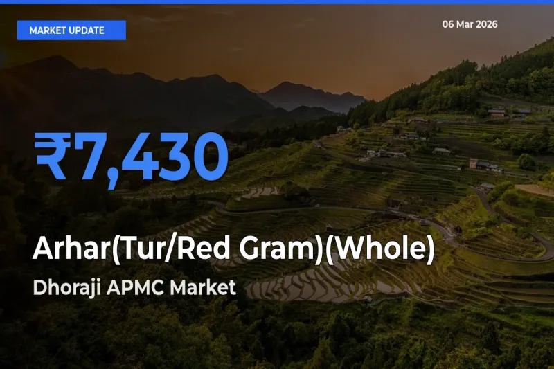 Top Performer! Dhoraji APMC Offers Best Arhar(Tur/Red Gram)(Whole) Price Today