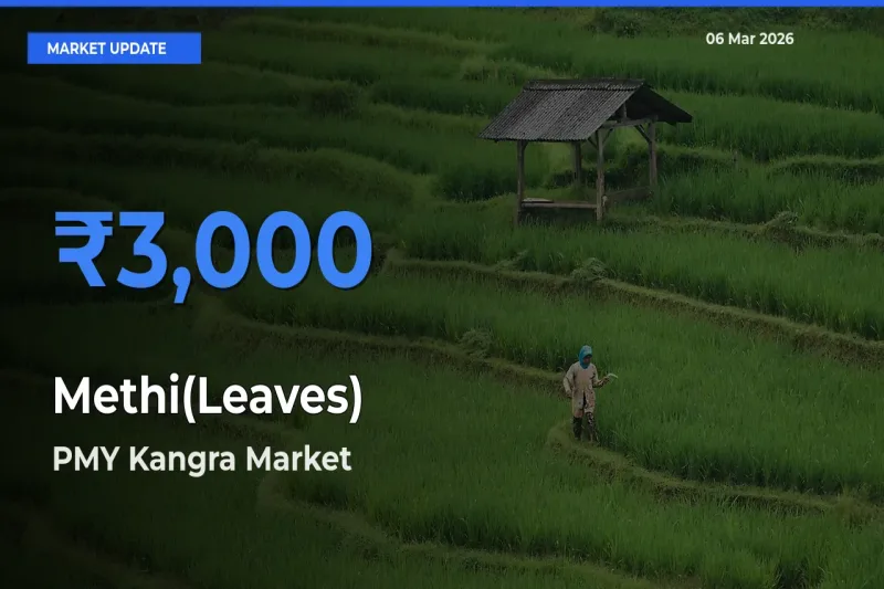 PMY Kangra Tops Methi(Leaves) Rates – March 06 Market Update