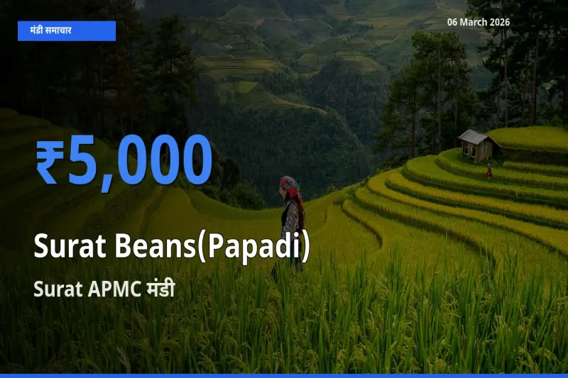 Surat APMC मंडी में सूरत बीन्स (पापड़ी) ₹5,000 पर पहुँचा – आज का सर्वोच्च भाव