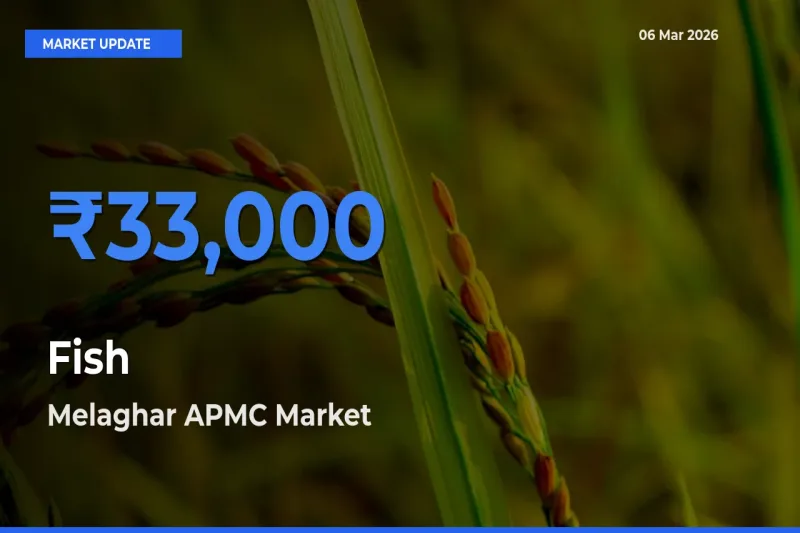 Melaghar APMC Offers ₹33,000 – Highest Fish Rate Today