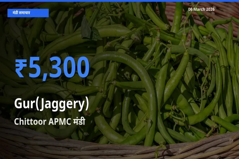 Chittoor APMC में गुड़ का आज सबसे ऊँचा भाव