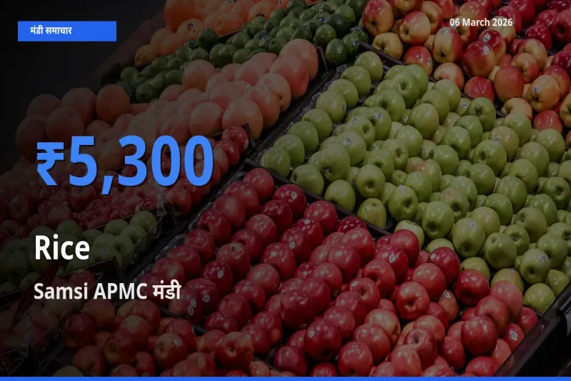 आज चावल के सबसे ऊँचे दाम ₹5,300 Samsi APMC मंडी में