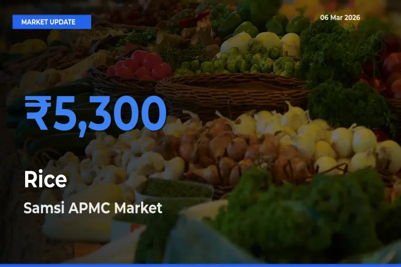 Samsi APMC Tops Rice Rates – March 06 Market Update
