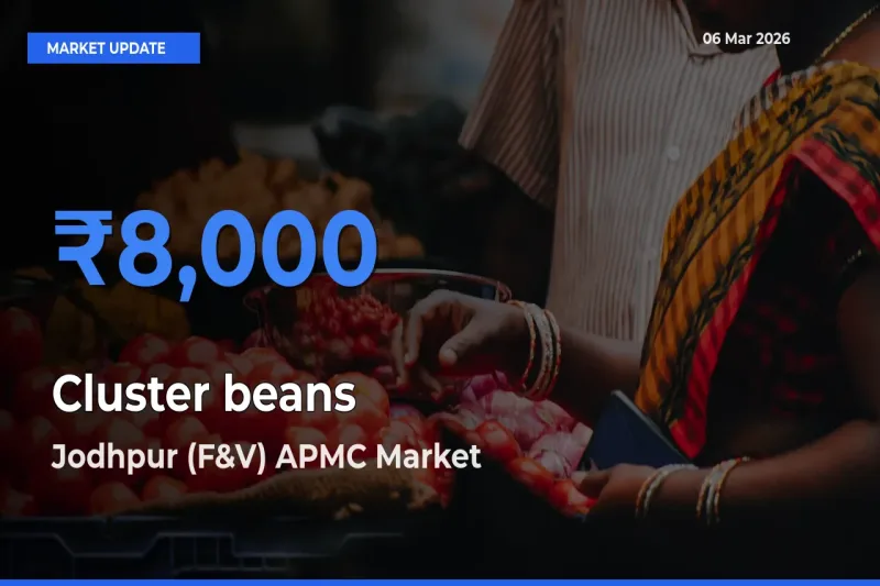Farmers Prefer Jodhpur (F&V) APMC as Cluster beans Hits Highest Rate