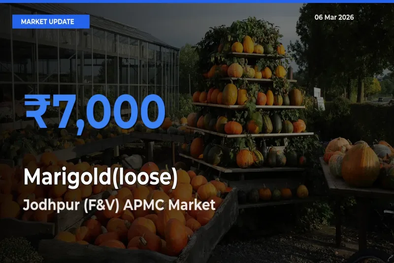 Jodhpur (F&V) APMC Records Highest ₹7,000 Rate for Marigold(loose)