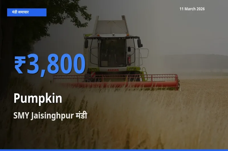 11 March अपडेट: कद्दू के सबसे ऊँचे दाम SMY Jaisinghpur मंडी में