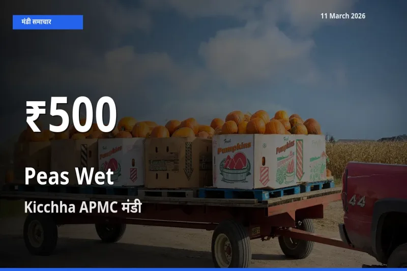 किसानों के लिए चिंता का विषय? हरी मटर के दाम Kicchha APMC में 30 दिन के न्यूनतम स्तर पर