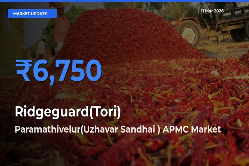 Paramathivelur(Uzhavar Sandhai ) APMC Tops Ridgeguard(Tori) Mandi Rates Today