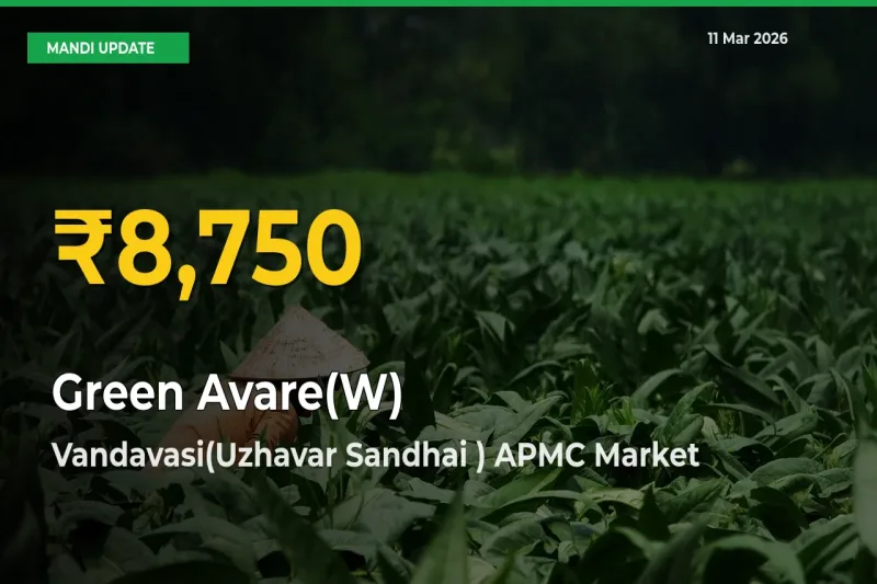 Fresh Record! Green Avare(W) Price Climbs to New High in Vandavasi(Uzhavar Sandhai ) APMC