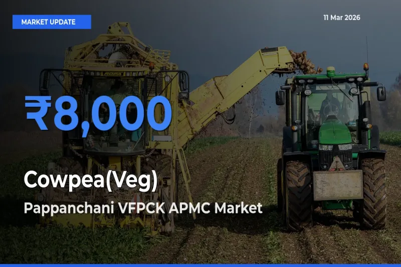 Top Performer! Pappanchani VFPCK APMC Offers Best Cowpea(Veg) Price Today