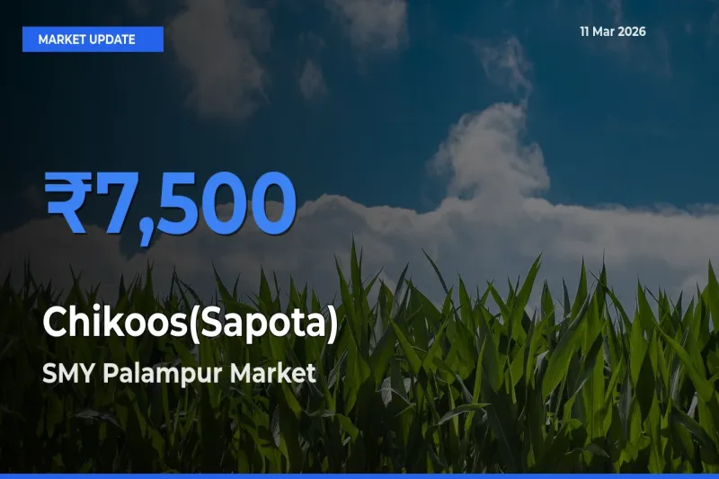 SMY Palampur Leads as Top Mandi for Chikoos(Sapota) Prices