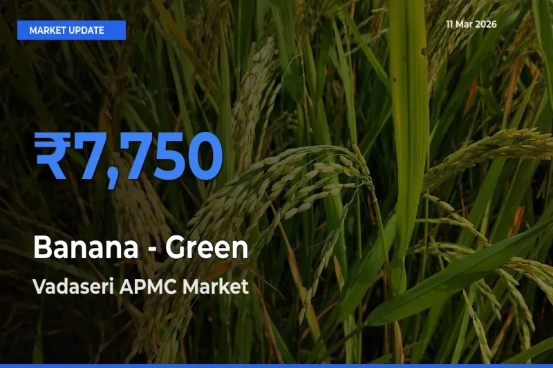 Vadaseri APMC Offers ₹7,750 – Highest Banana - Green Rate Today