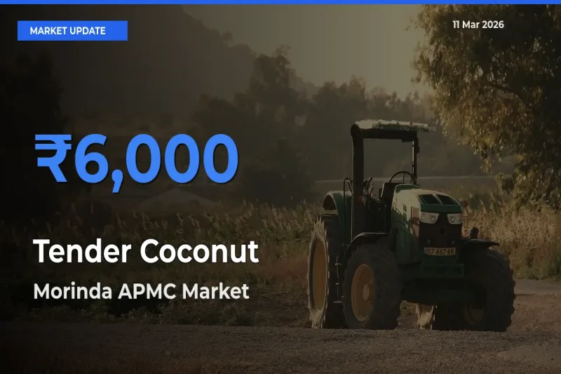 Tender Coconut Mandi Rate Today: Morinda APMC Tops the List