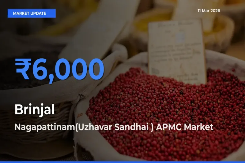 Farmers Prefer Nagapattinam(Uzhavar Sandhai ) APMC as Brinjal Hits Highest Rate