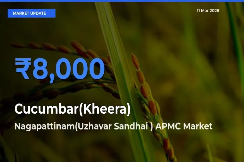 Farmers Prefer Nagapattinam(Uzhavar Sandhai ) APMC as Cucumbar(Kheera) Hits Highest Rate