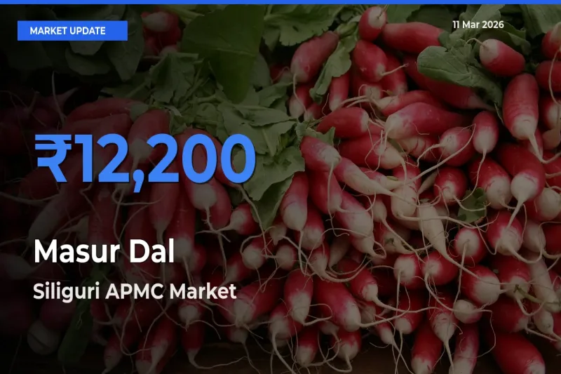 Siliguri APMC Offers ₹12,200 – Highest Masur Dal Rate Today