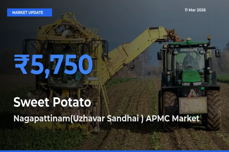 Market Watch: Nagapattinam(Uzhavar Sandhai ) APMC Becomes Top Mandi for Sweet Potato