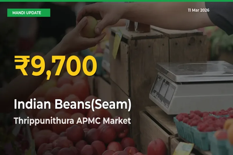 Indian Beans(Seam) Price Hits New High in Thrippunithura APMC Today – Check Latest Mandi Rates