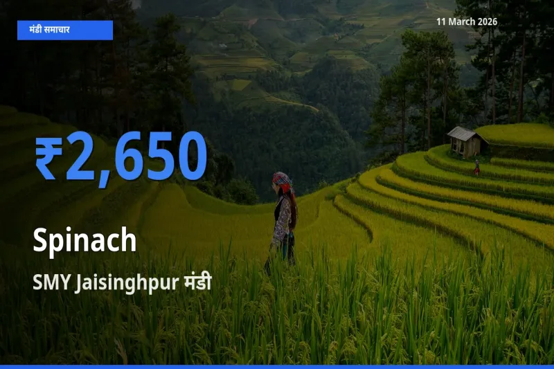 SMY Jaisinghpur मंडी में पालक ₹2,650 पर पहुँचा – आज का सर्वोच्च भाव