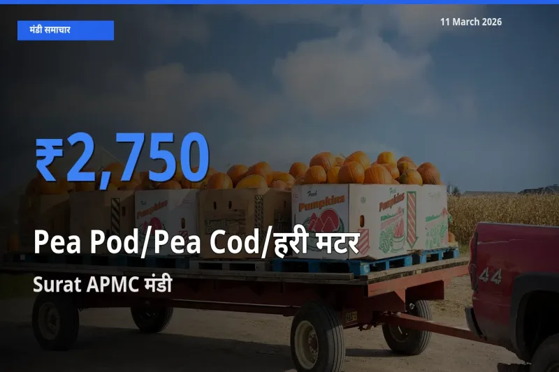 Surat APMC में मटर की फली का आज सबसे ऊँचा भाव