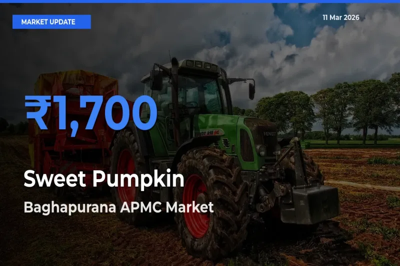 Baghapurana APMC Leads as Top Mandi for Sweet Pumpkin Prices
