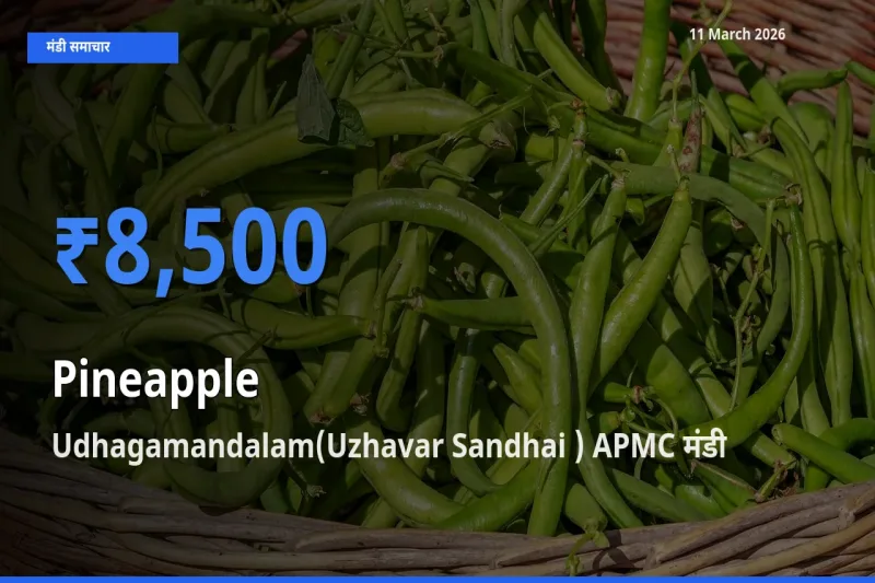 Udhagamandalam(Uzhavar Sandhai ) APMC मंडी में अनानास ₹8,500 पर पहुँचा – आज का सर्वोच्च भाव