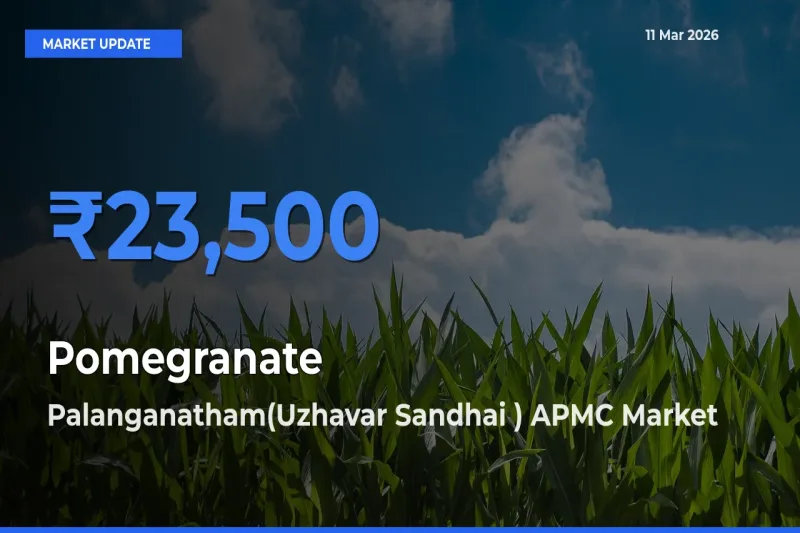 Top Performer! Palanganatham(Uzhavar Sandhai ) APMC Offers Best Pomegranate Price Today